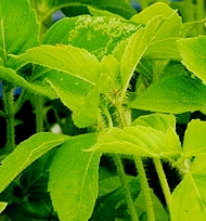 BASILIC SAINT (ocimum sanctum) BIO, labiées, en 5ml, 10ml, 15ml